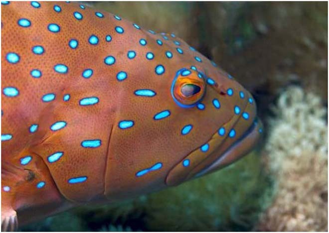 Coral trout © Phil Woodhead - Wet Image Underwater Photography